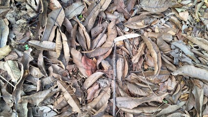 Brown autumn leaves have fallen and cover the ground, creating a natural leaf litter texture on the forest floor, a carpet of dry, dead leaves