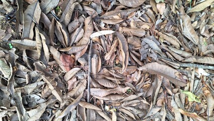 Explore the natural texture of dry and dead leaves piled on the ground, a classic scene of autumn with brown leaf litter covering the forest floor