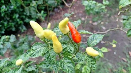 A chili field with evidence of recent harsh weather, symbolizing the damage and financial impact of uncertain climate patterns.	

