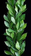 Fototapeta premium Green leafy branch against a dark backdrop