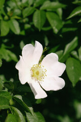 Flowering rosehip. Background of white flowers. 