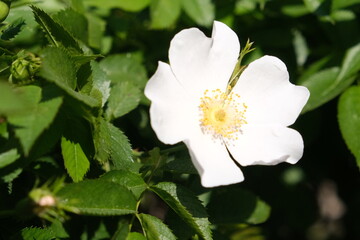 Flowering rosehip. Background of white flowers. 