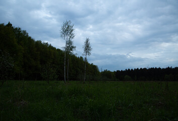 Beautiful clouds over the forest near the field with green spring grass with two young small birches. Portrait with natural lighting, untouched colors
