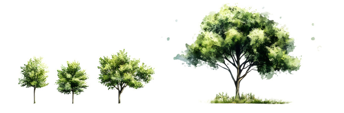 A modern illustration of a tree drawn with watercolors in a minimalist style. A view from the side, a set of graphic trees elements for architecture and landscape design.