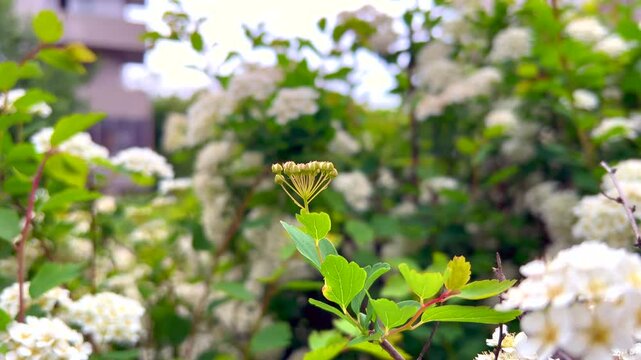Delicate spiraea buds emerging in spring garden