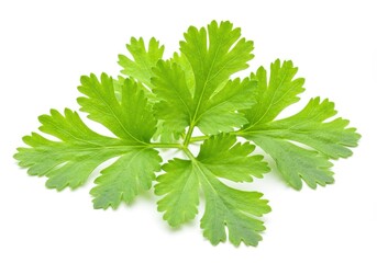 Fresh cilantro sprig with vibrant green leaves isolated on a white background