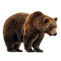 Brown bear standing isolated on transparent background in side profile