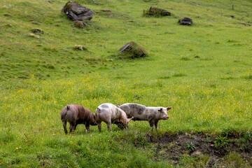 Three pigs foraging in a lush green meadow during daylight