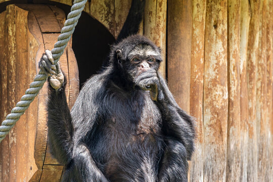 Spider monkeys are New World monkeys belonging to the genus Ateles, part of the subfamily Atelinae, family Atelidae