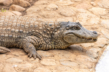 Alligator sunbathing on the grass