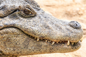 Alligator sunbathing on the grass
