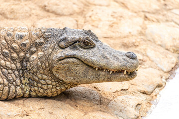 Alligator sunbathing on the grass