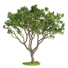 Lush green tree with broad canopy