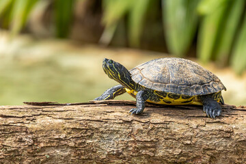 Tiger tortoise sunbathing on tree trunk in the lake.