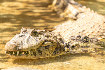 Alligator sunbathing on the grass