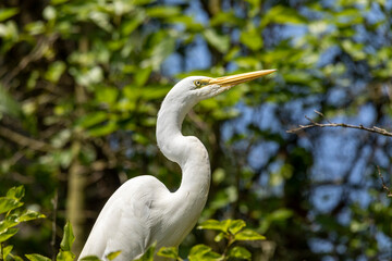 The herons are long-legged freshwater and coastal birds in the family Ardeidae, with 64 recognised species