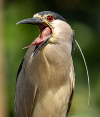 The striated heron (Butorides striata) also known as mangrove heron, little heron or green-backed, is a small , about 44 cm tall