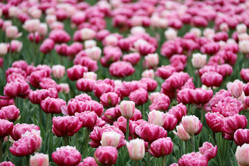 Purple tulip flowers with water drops, spring background. Field of blooming tulips