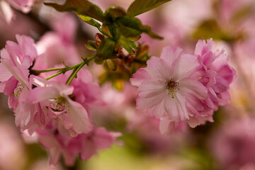 Fototapeta premium Delicate pink cherry blossom flowers in full bloom on a sunny spring day in park. Seasonal beauty, flowering trees, Japanese sakura, peaceful nature and botanical garden atmosphere
