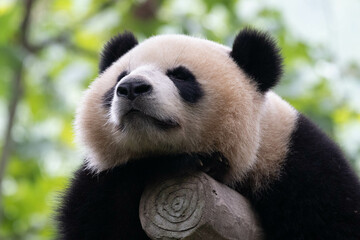 A Portrait of Fluffy Sleeping Panda