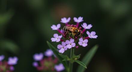 Obraz premium Bee on Purple Flower - A close-up shot of a bee pollinating a cluster of vibrant purple flowers with a blurred green background