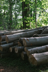 Piled up cut trees in the woods. 