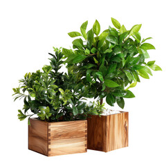 Naklejka premium Two plants in wooden pots isolated on transparent background