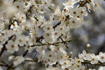 Close-up of blooming white cherry plum flowers on tree branches in springtime garden with soft bokeh background. Botanical beauty, flowering season, nature revival and fruit tree blossom