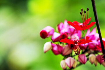 Flower known as Christ's Tear photographed up close