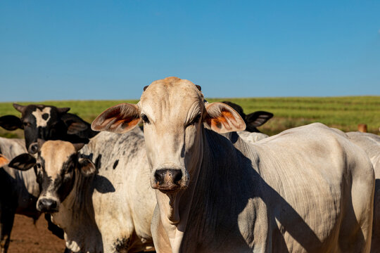 Portrait of a crossbreed ox of the angus breed with nellore