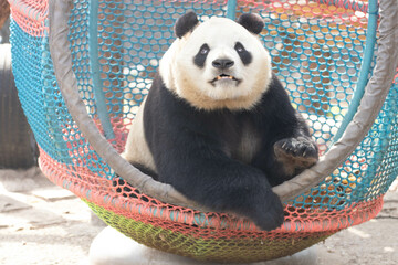 Panda in Beijing, Fu Xing aka Pang Da Hai