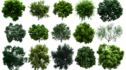 A set of trees rendered from a top view, 3D illustration, suitable for digital composition, illustration, 2D plans, and architecture visualization