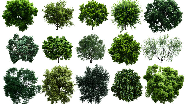 A set of trees rendered from a top view, 3D illustration, suitable for digital composition, illustration, 2D plans, and architecture visualization
