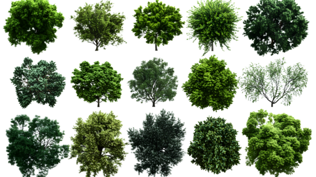 A set of trees rendered from a top view, 3D illustration, suitable for digital composition, illustration, 2D plans, and architecture visualization