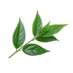 Fototapeta premium Vibrant green branch with five glossy leaves, showcasing natural beauty and freshness against plain background. leaves have smooth texture and pointed tips, emphasizing their healthy appearance