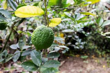 Fototapeta premium A Sicilian lemon isolated on the tree