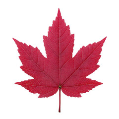 Vibrant red maple leaf with detailed veins, symbolizing autumn and nature beauty. leaf intricate texture and bold color evoke sense of tranquility and seasonal change