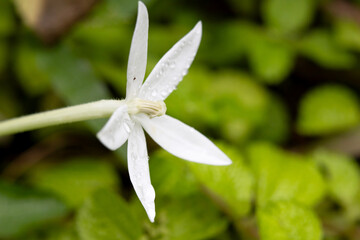 A white flower known as Hippobroma longiflora photographed up close