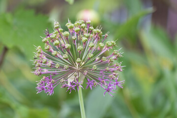 Ornamental Allium Flower Head with Purple Petals and Emerging Seed Pods Unique Garden Detail