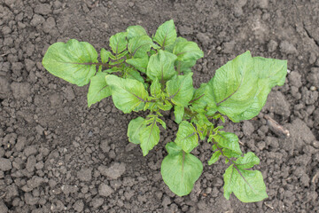 Young Potato Plant Growing in Fertile Soil Early Stage of Organic Vegetable Cultivation