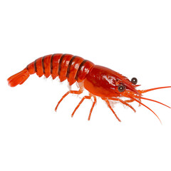 Vibrant Red Striped Shrimp on Transparent Background