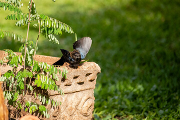The Tiziu (Volatinia jacarina) is a neotropical bird of the thraupidae family that occurs from southern Mexico to Argentina / Brazil.