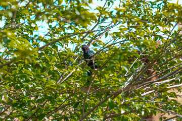 Hummingbird resting on jabuticaba tree branch while sunbathing, fantastic, perfect bird.