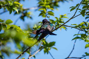 Hummingbird resting on jabuticaba tree branch while sunbathing, fantastic, perfect bird.