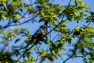 Hummingbird resting on jabuticaba tree branch while sunbathing, fantastic, perfect bird.
