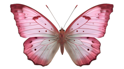 pink butterfly transparent background png