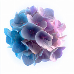 Floral Bloom Beauty Nature Spring Pastel Petals Garden Vibrant Texture Bright Organic Arrangement Soft Fresh Colorful Hydrangea Spherical Plant Botany Macro Growth Decoration Elegance Wedding Romance