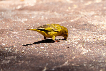 Beautiful female of a canary on earth feeding on corn kernels.