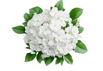 Fototapeta premium White flower bush, transparent background, white flower bushes PNG, PNG element for your game or object