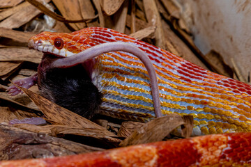 Amel corn snake male feeding on a lab rat.
